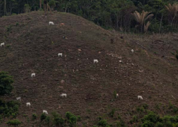 Un nuevo informe revela cómo la industria automovilística europea está ligada a la deforestación en masa en la Amazonía