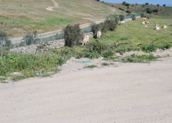 Nadie saca las vacas que están pastando en el vertedero de Colmenar Viejo