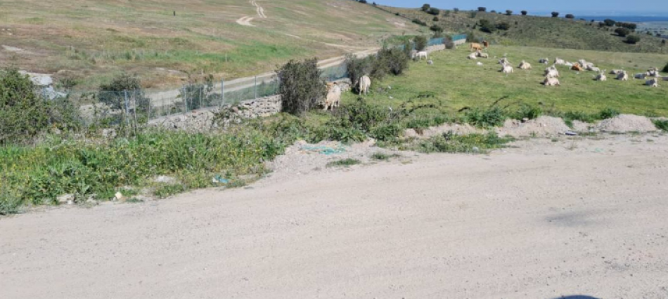 Nadie saca las vacas que están pastando en el vertedero de Colmenar Viejo