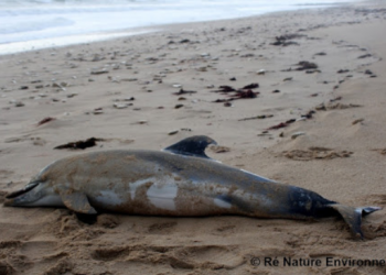 La falta de acción de los gobiernos español y francés se traduce en miles de delfines muertos cada invierno