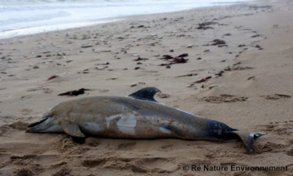 La falta de acción de los gobiernos español y francés se traduce en miles de delfines muertos cada invierno