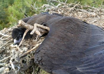 Un buitre negro de Pirineos, primer ave carroñera intoxicada por diclofenaco en Europa