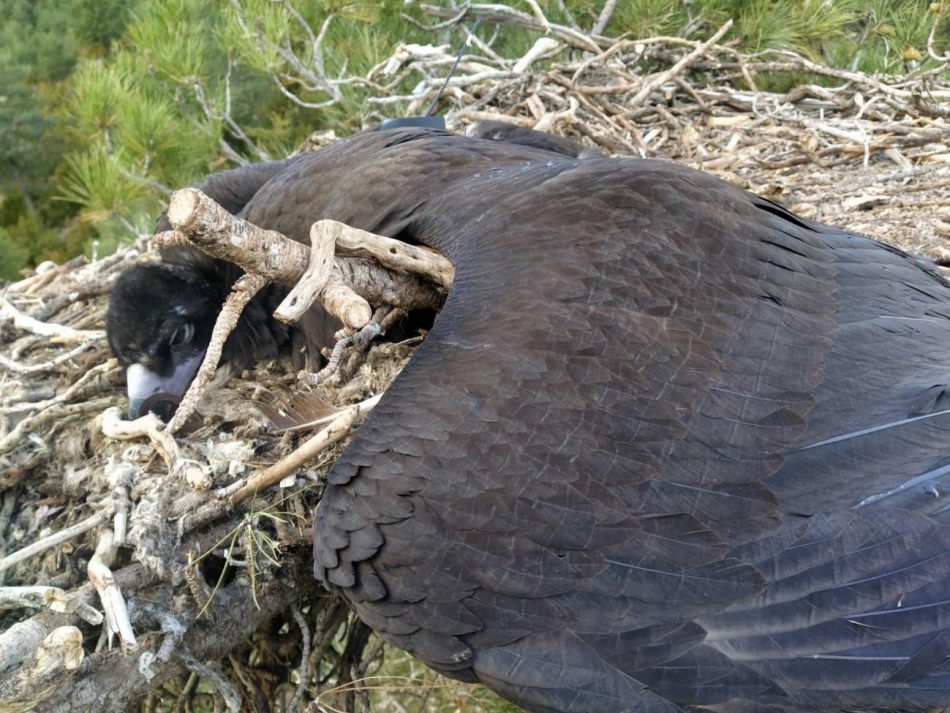 Un buitre negro de Pirineos, primer ave carroñera intoxicada por diclofenaco en Europa
