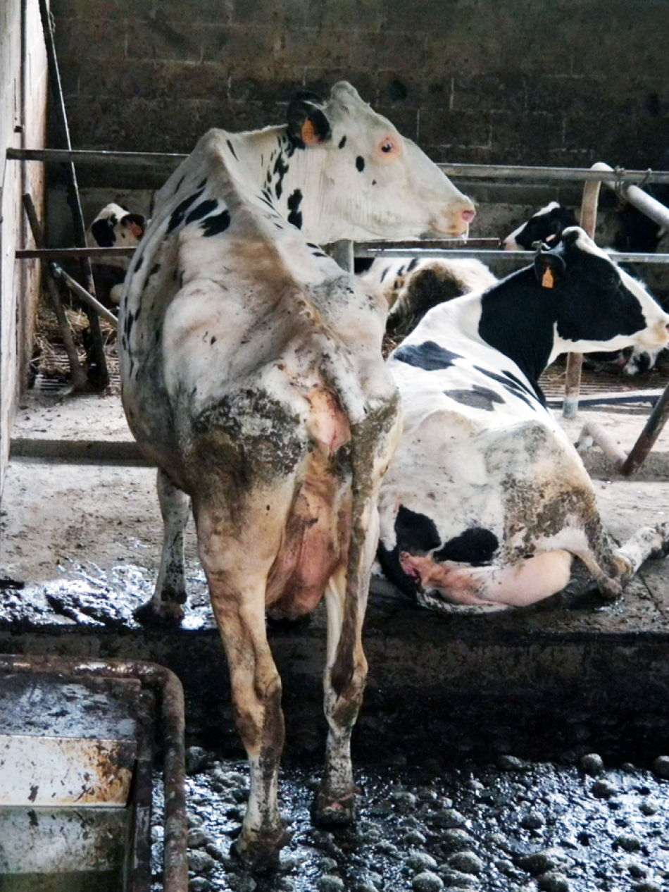La ONG Equalia denuncia a siete explotaciones de vacas lecheras relacionadas con Supermercados Spar