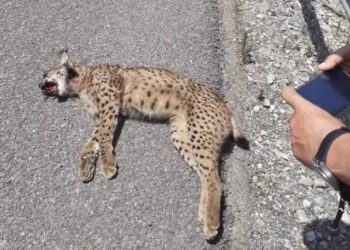 Piden más de tres años de prisión para el autor de la muerte de un Lince ibérico