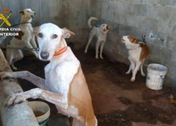 Piden un total de 25 años de prisión para varias personas imputadas en el sacrificio ilegal de 36 perros de caza.