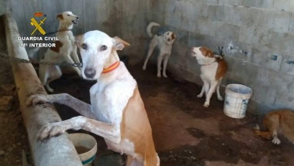 PACMA alega inconstitucionalidad en la exclusión de perros de caza de la Ley de Protección Animal frente al Defensor del Pueblo