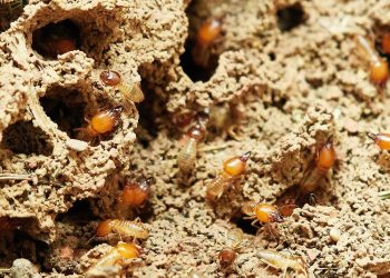 Las termitas, una amenaza que crece en primavera y verano