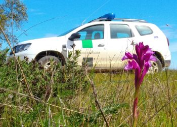 Preocupación ante la detonación de bombas caseras en vehículos oficiales de Agentes del Medio Natural en la Comarca de la Vera