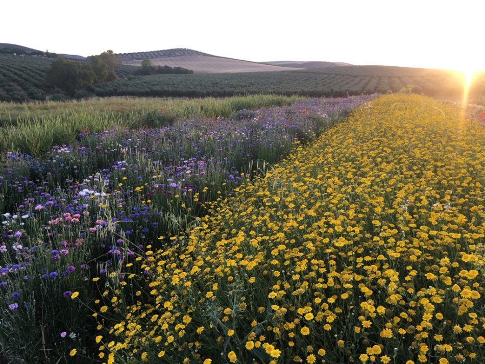 Francia, España y Portugal se unen para llenar de flores espacios degradados