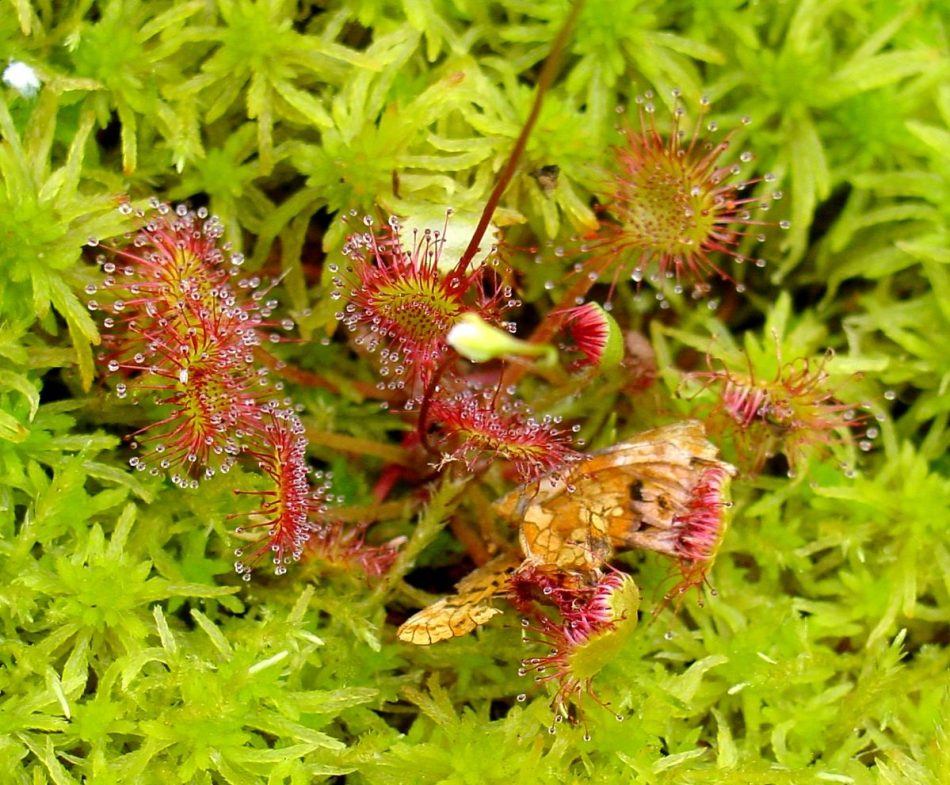 Denuncian a la Diputación de Cáceres por la destrucción de plantas insectívoras protegidas