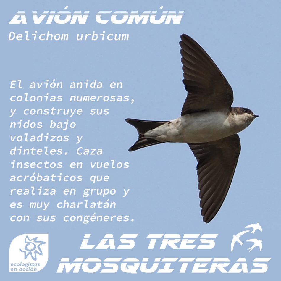 Ecologistas en Acción presenta la campaña ‘Las tres mosquiteras’