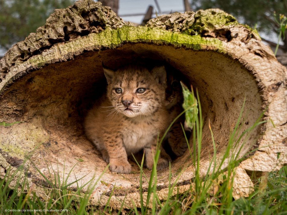 La población de linces ibéricos supera el millar de ejemplares en 2020