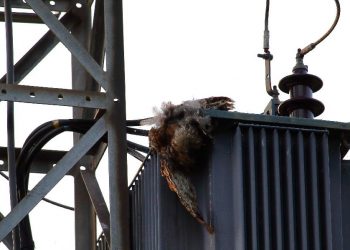 La Fiscalía investigara la continua electrocución de aves protegidas en Asturias