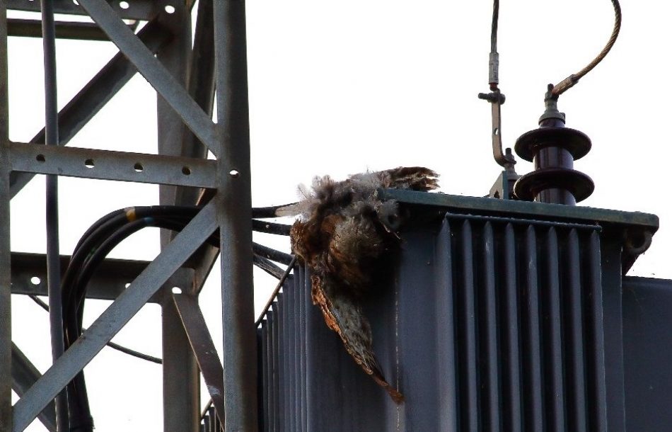 La Fiscalía investigara la continua electrocución de aves protegidas en Asturias