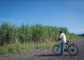 Alianza por la Solidaridad denuncia el impacto ambiental y social del cultivo de Caña de Azúcar