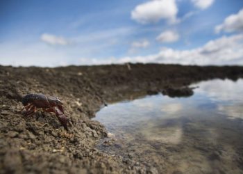 El patógeno que aniquila los cangrejos de río de todo el mundo proviene del sureste de EE UU