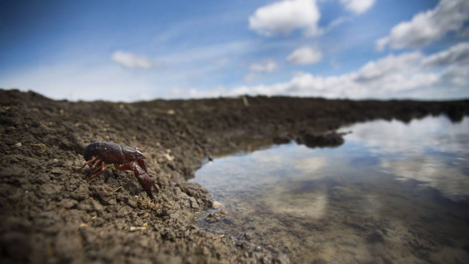 El patógeno que aniquila los cangrejos de río de todo el mundo proviene del sureste de EE UU