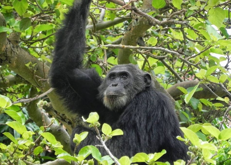 El uso humano de antibióticos pone en peligro a los chimpancés salvajes