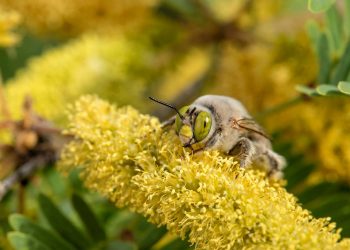 Identifican más de 470 especies de abejas en una zona desértica entre EE UU y México