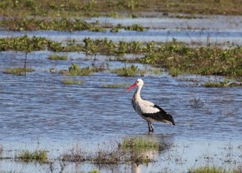 Un informe de la Abogacía del Estado confirma que la Laguna de la Janda es pública y está usurpada