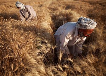 Soberanía alimentaria: 25 años de una bandera de las luchas campesinas