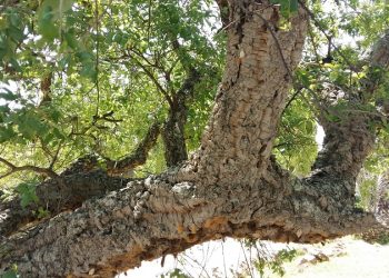 Tarifa advierte la utilización de fitosanitarios contra la lagarta peluda (Lymantria dispar) exigiendo explicaciones sobre el producto a utilizar