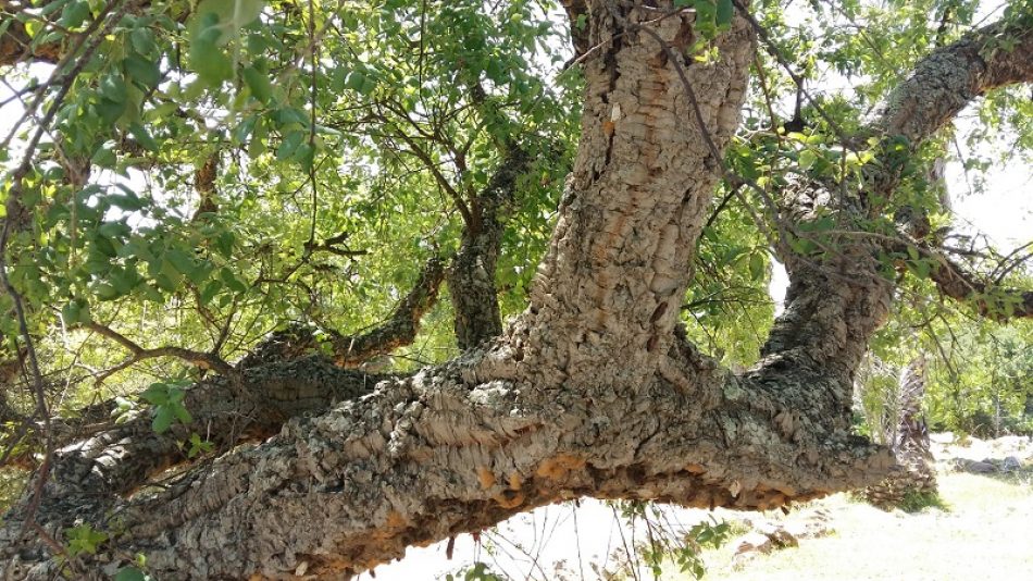 Tarifa advierte la utilización de fitosanitarios contra la lagarta peluda (Lymantria dispar) exigiendo explicaciones sobre el producto a utilizar