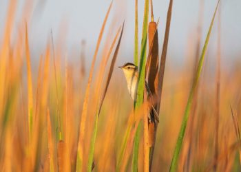 El LIFE Paludicola solicita catalogar al carricerín cejudo como especie Vulnerable en España