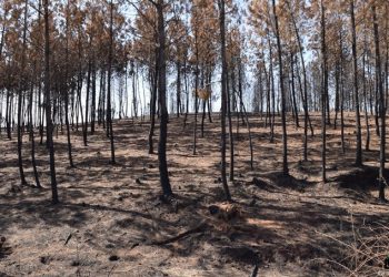 Verdes Equo exige a la Junta de Andalucía que no deje sin asignar el 99,2% de los fondos anti-incendios