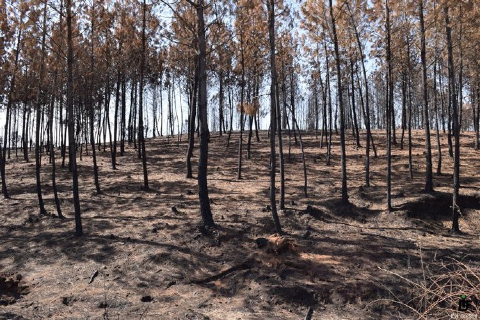 Verdes Equo exige a la Junta de Andalucía que no deje sin asignar el 99,2% de los fondos anti-incendios