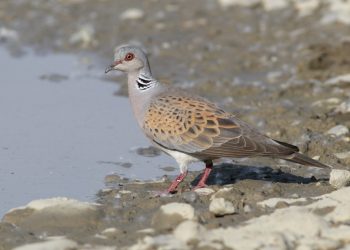 ONGs ambientales aplauden que este verano no se vaya a cazar la tórtola europea en Extremadura pero les preocupa el jabalí al salto