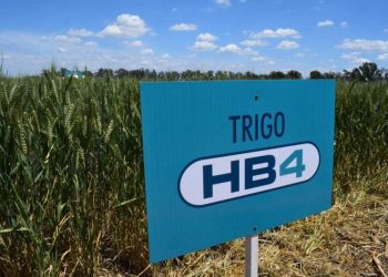 Postergan la votación para aprobar la liberación comercial del trigo transgénico HB4