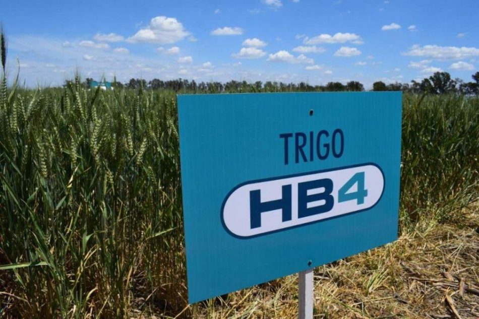 Postergan la votación para aprobar la liberación comercial del trigo transgénico HB4