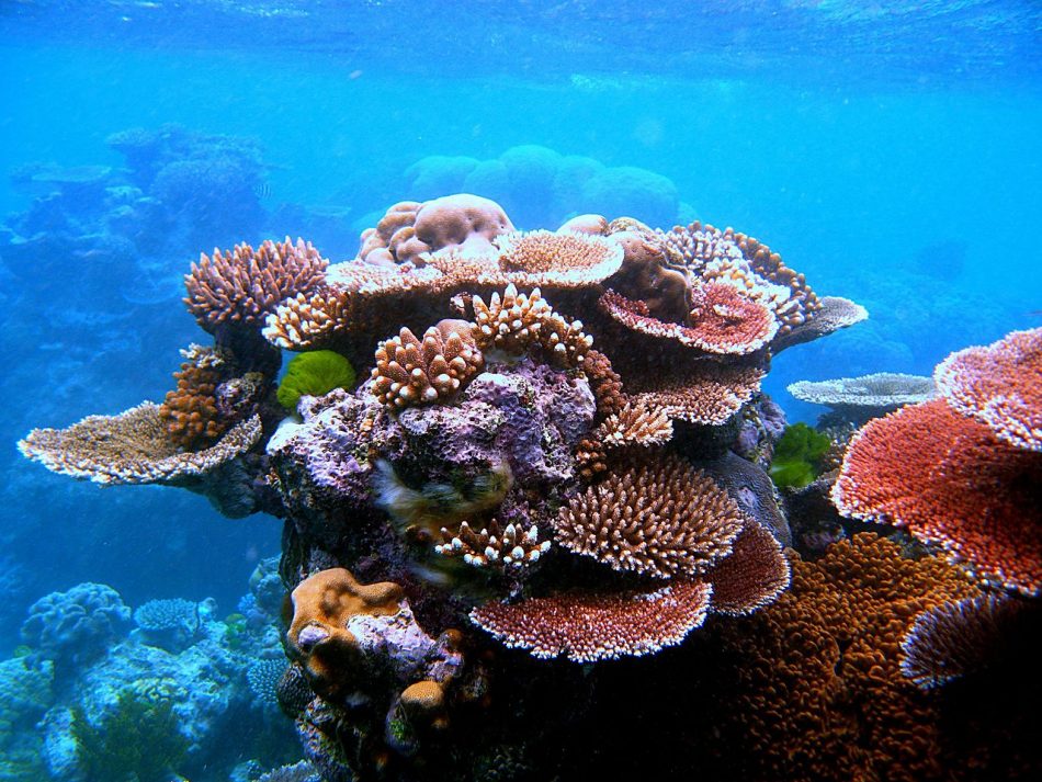 Unidas Podemos exige explicaciones al Gobierno sobre el voto desfavorable del Ministerio de Asuntos Exteriores a declarar la Gran Barrera de Coral Patrimonio Mundial en peligro