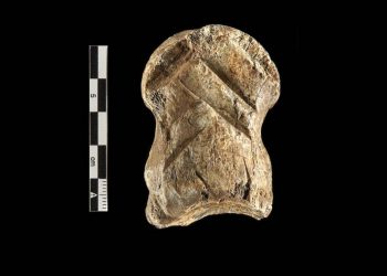 Habla un hueso tallado hace 51.000 años: los neandertales fueron artistas pioneros