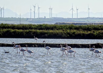 Alianza Energía y Territorio (ALIENTE) pide una moratoria temporal en la autorización de renovables a gran escala en Andalucía