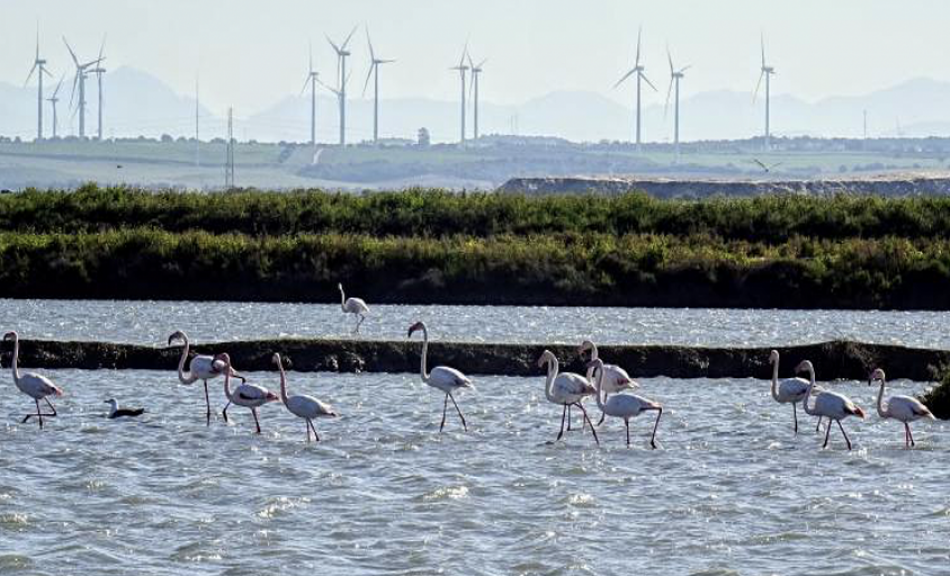 Alianza Energía y Territorio (ALIENTE) pide una moratoria temporal en la autorización de renovables a gran escala en Andalucía