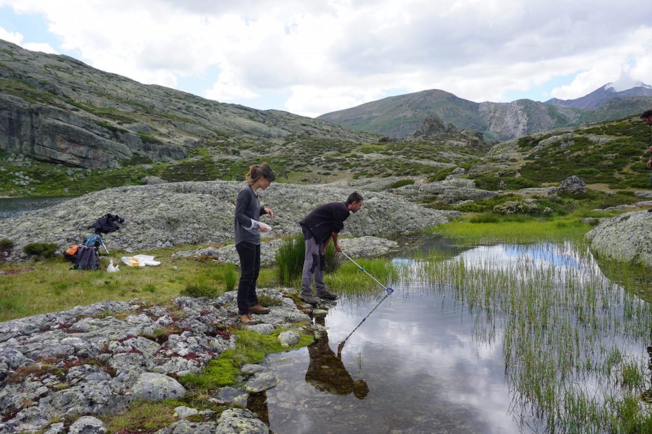 Red Cambera finaliza la búsqueda del hongo causante de la muerte masiva de anfibios en la Cordillera Cantábrica