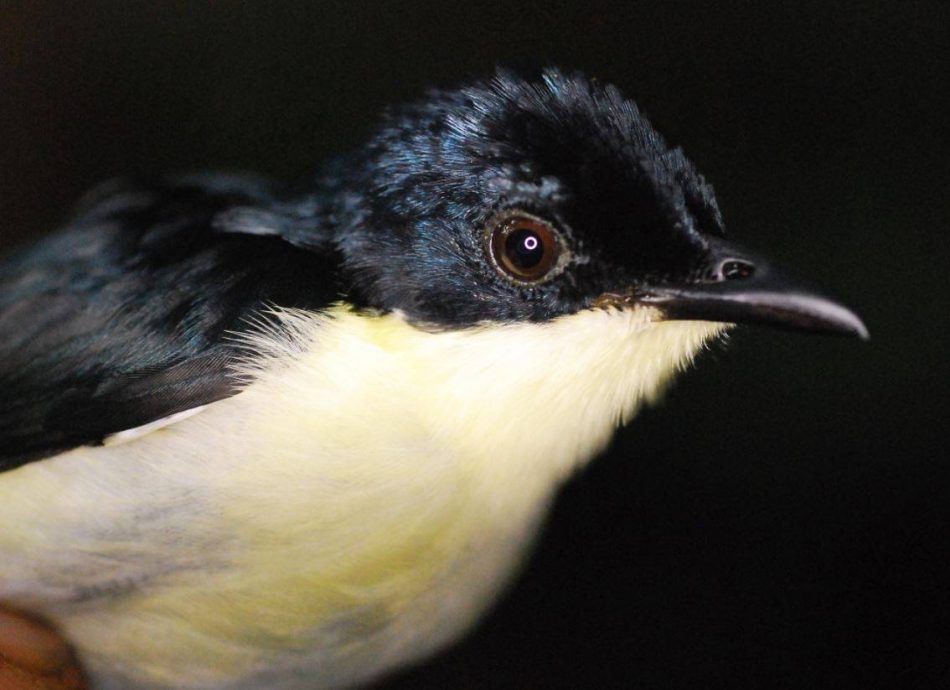 Descubren una nueva especie de ave en los bosques nubosos de Papúa