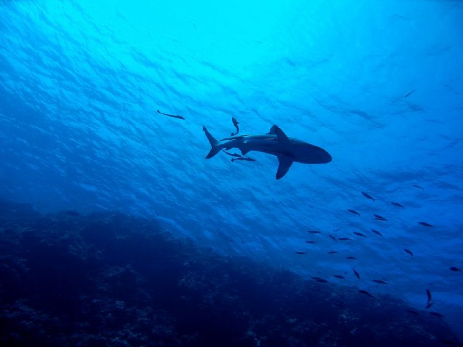 Unidas Podemos quiere frenar el declive en las poblaciones de tiburones y pide al Gobierno medidas en la gestión, al ser España líder en comercio mundial