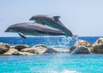 Los delfines adaptaron su esperma para reproducirse en el medio acuático