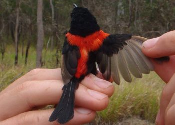 Los incendios forestales estropean el plumaje y la vida sexual de estos pájaros australianos