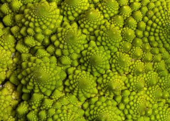 Resuelto el misterio de la curiosa forma de la coliflor romanesco