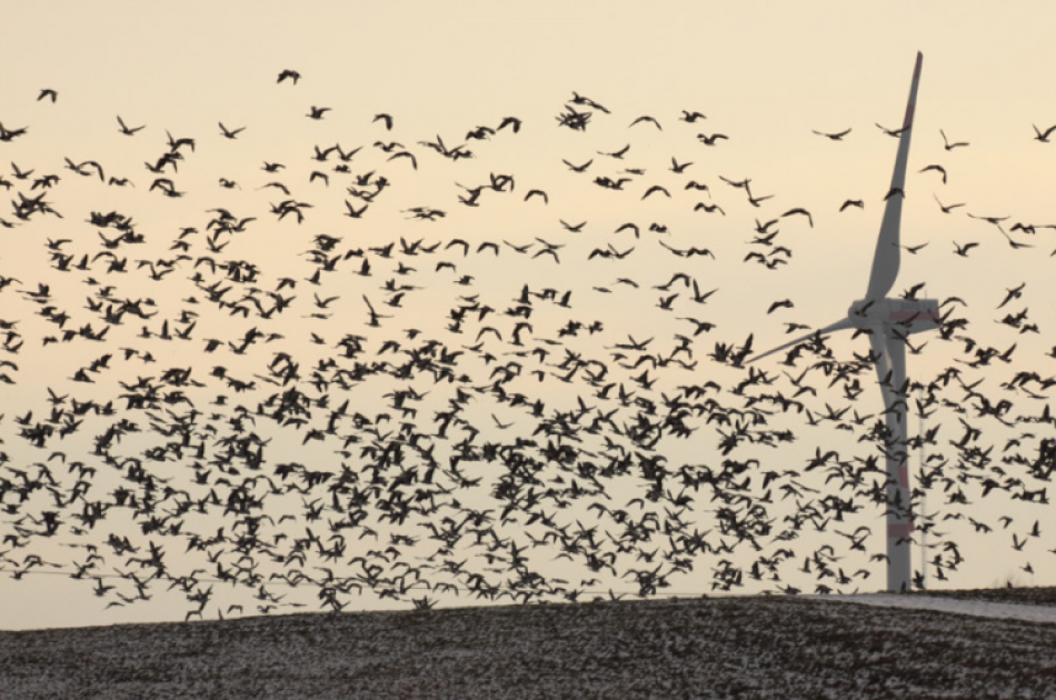 La mortalidad de aves y murciélagos se dispara con los grandes aerogeneradores de última generación