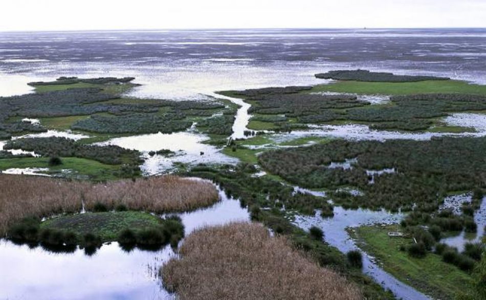 Más País denuncia los “40 años de maltrato permitido” que sufre Doñana y exige al Gobierno medidas “urgentes que reviertan la situación límite de sus masas de agua”