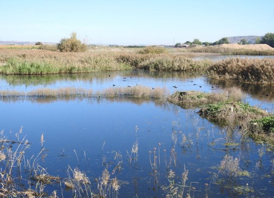 Siguen desecando las lagunas de Soto Gutiérrez, un oasis de biodiversidad