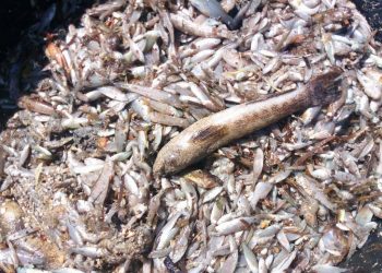 Analizan las causas del nuevo evento de mortalidad de fauna en el Mar Menor