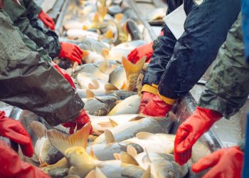 Así sienten peces, cangrejos y pulpos antes de llegar al plato