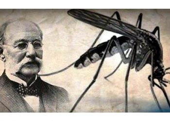 Hipótesis sobre insecto transmisor de fiebe amarilla cumple 140 años